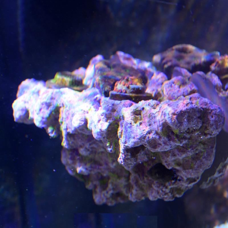 Vastocean Bể Cá Từ San Hô Frag - đánh giá và giá Aquarium Marine Rock