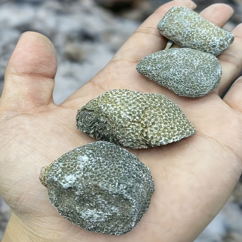 1pc Natural Coral Rock Suitabl - đánh giá và giá Aquarium Marine Rock