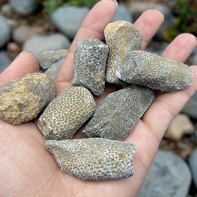 1pc Natural Coral Rock Suitabl - đánh giá và giá Aquarium Marine Rock